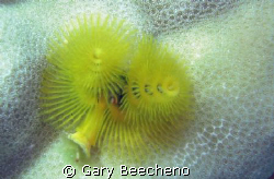 Yellow Christmas tree worm by Gary Beecheno 
